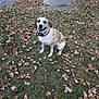 dog, grass, autumn_leaves, outdoor, pet, collar, sitting, happy, canine, nature, fall, leaf_litter, mixed_breed, animal, smiling, daylight, ground, park, grassland, leaves