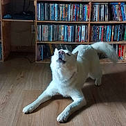 Jun is registered to the contest to win money with this photo: dog, white_dog, indoor, wooden_floor, dvd_shelf, pet, playful, stretching, fur, flooring, shelf, entertainment, home, animal, canine, mammal, curious, looking_up, tail, paw