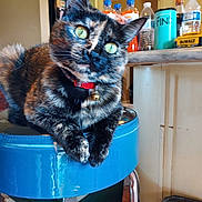 Juniper joined the competition — help win amazing prizes! cat, tortoiseshell, green_eyes, red_collar, blue_stool, kitchen, bottles, countertop, domestic, pet, feline, fur, whiskers, relaxed, indoor, household, animal, closeup, portrait, tabby