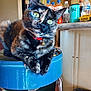 cat, tortoiseshell, green_eyes, red_collar, blue_stool, kitchen, bottles, countertop, domestic, pet, feline, fur, whiskers, relaxed, indoor, household, animal, closeup, portrait, tabby