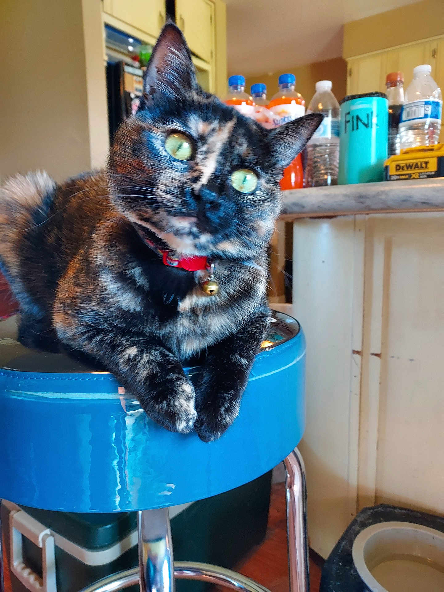 Juniper
