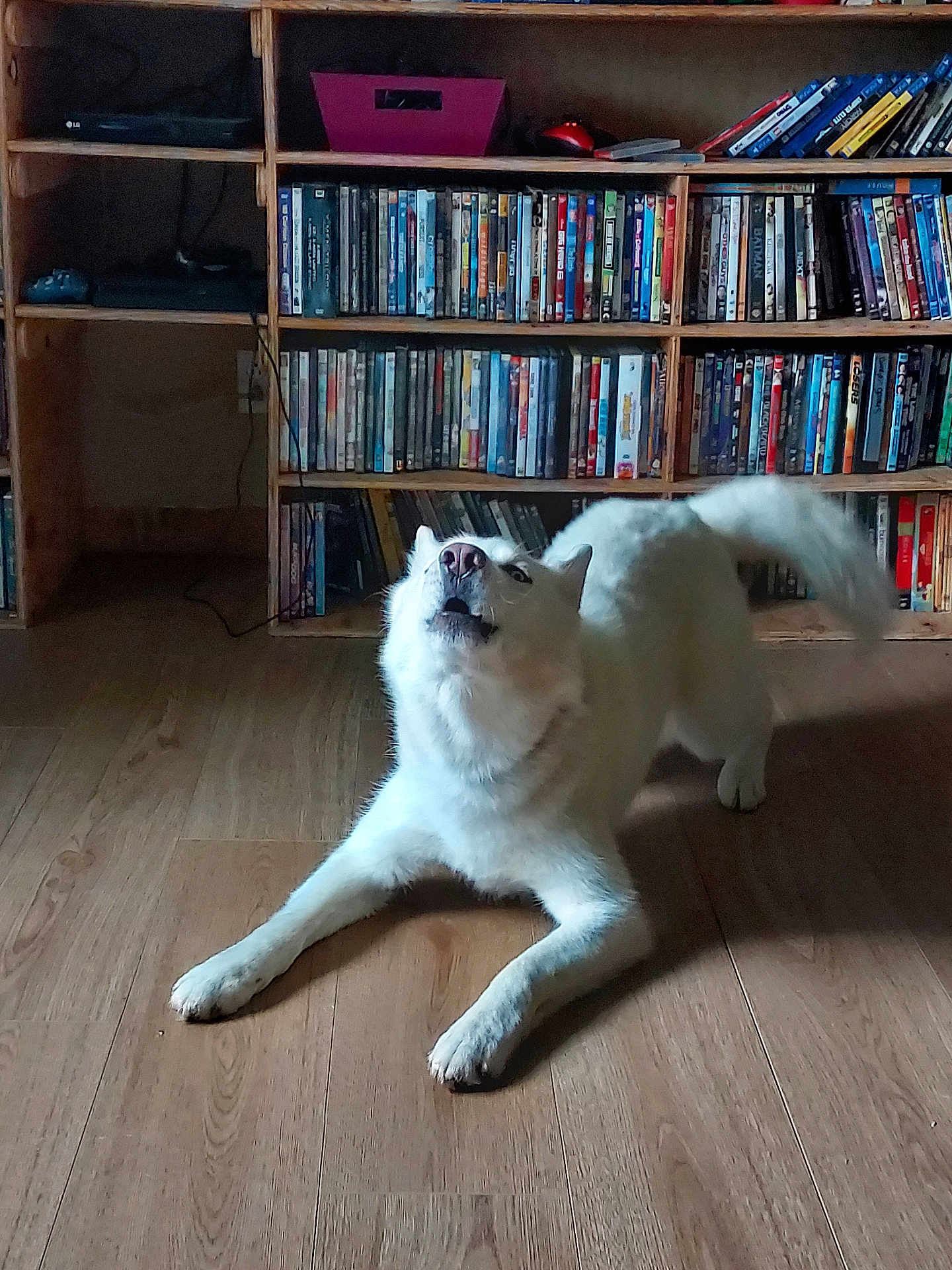 Floki