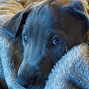 Odin is registered to the contest to win money with this photo: puppy, dog, blanket, cozy, close_up, fur, pet, sleepy, indoor, soft_texture, comfort, resting, animal, cute, young_dog, warm, snuggled, portrait, canine, relaxing