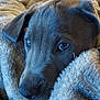 puppy, dog, blanket, cozy, close_up, fur, pet, sleepy, indoor, soft_texture, comfort, resting, animal, cute, young_dog, warm, snuggled, portrait, canine, relaxing