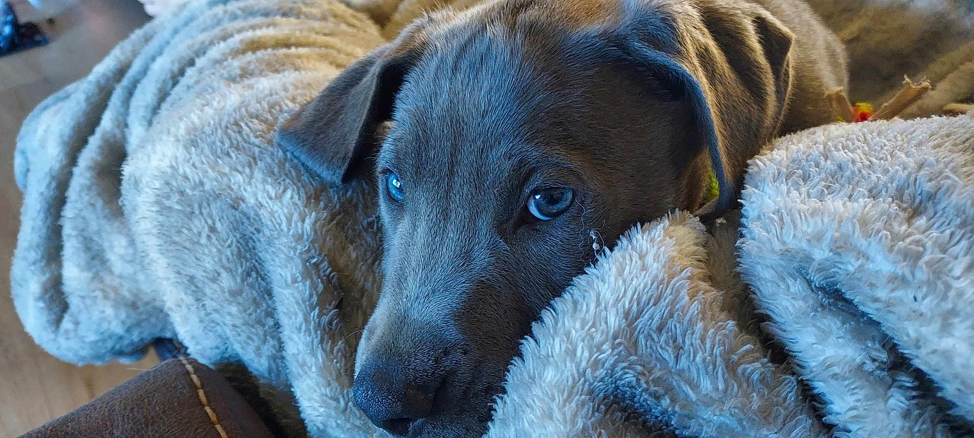 Odin is registered to the contest to win money with this photo: puppy, dog, blanket, cozy, close_up, fur, pet, sleepy, indoor, soft_texture, comfort, resting, animal, cute, young_dog, warm, snuggled, portrait, canine, relaxing