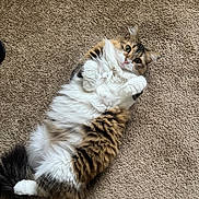 Coco is registered to the contest to win money with this photo: cat, fluffy, carpet, pet, indoor, cute, relaxed, white, brown, black, tabby, fur, paw, animal, domestic, footwear, slipper, toenails, home, cozy
