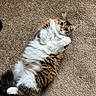 cat, fluffy, carpet, pet, indoor, cute, relaxed, white, brown, black, tabby, fur, paw, animal, domestic, footwear, slipper, toenails, home, cozy
