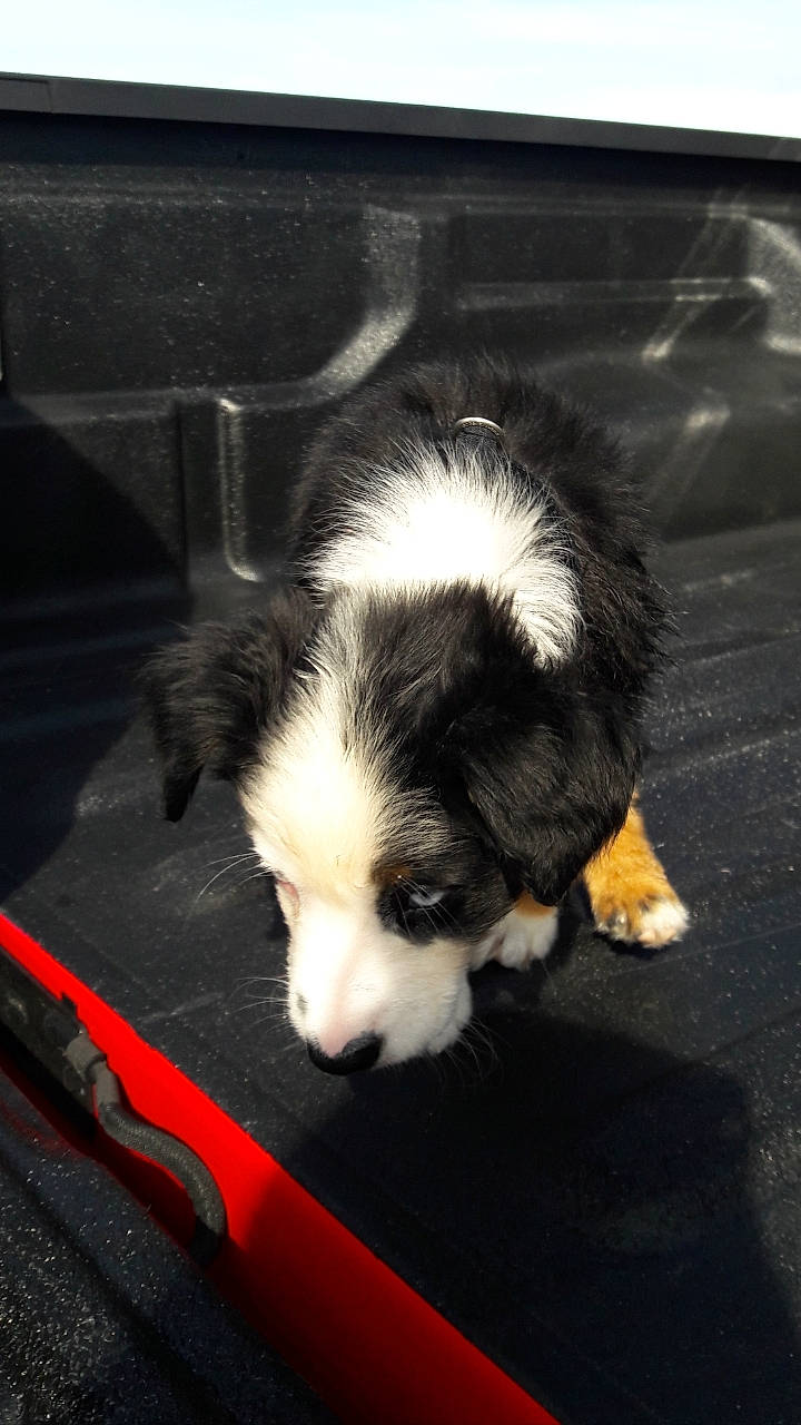 Kali Blue joined the competition — help win amazing prizes! australian_shepherd, border_collie, canidae, carnivore, companion_dog, dog, dog_breed, herding_dog, mammal, miniature_australian_shepherd, puppy, sporting_group, vertebrate, working_dog