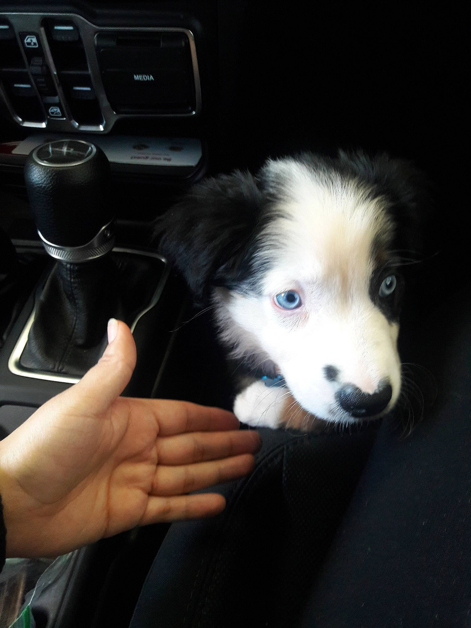 Kali Blue joined the competition — help win amazing prizes! australian_shepherd, border_collie, canidae, carnivore, companion_dog, dog, dog_breed, herding_dog, mammal, miniature_australian_shepherd, nose, puppy, snout, sporting_group, welsh_sheepdog, working_dog