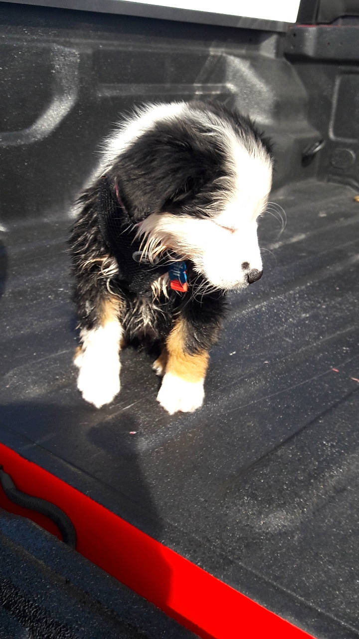 Kali Blue joined the competition — help win amazing prizes! australian_shepherd, bernese_mountain_dog, border_collie, canidae, carnivore, dog, dog_breed, herding_dog, mammal, miniature_australian_shepherd, puppy, snout, sporting_group, vertebrate, working_dog