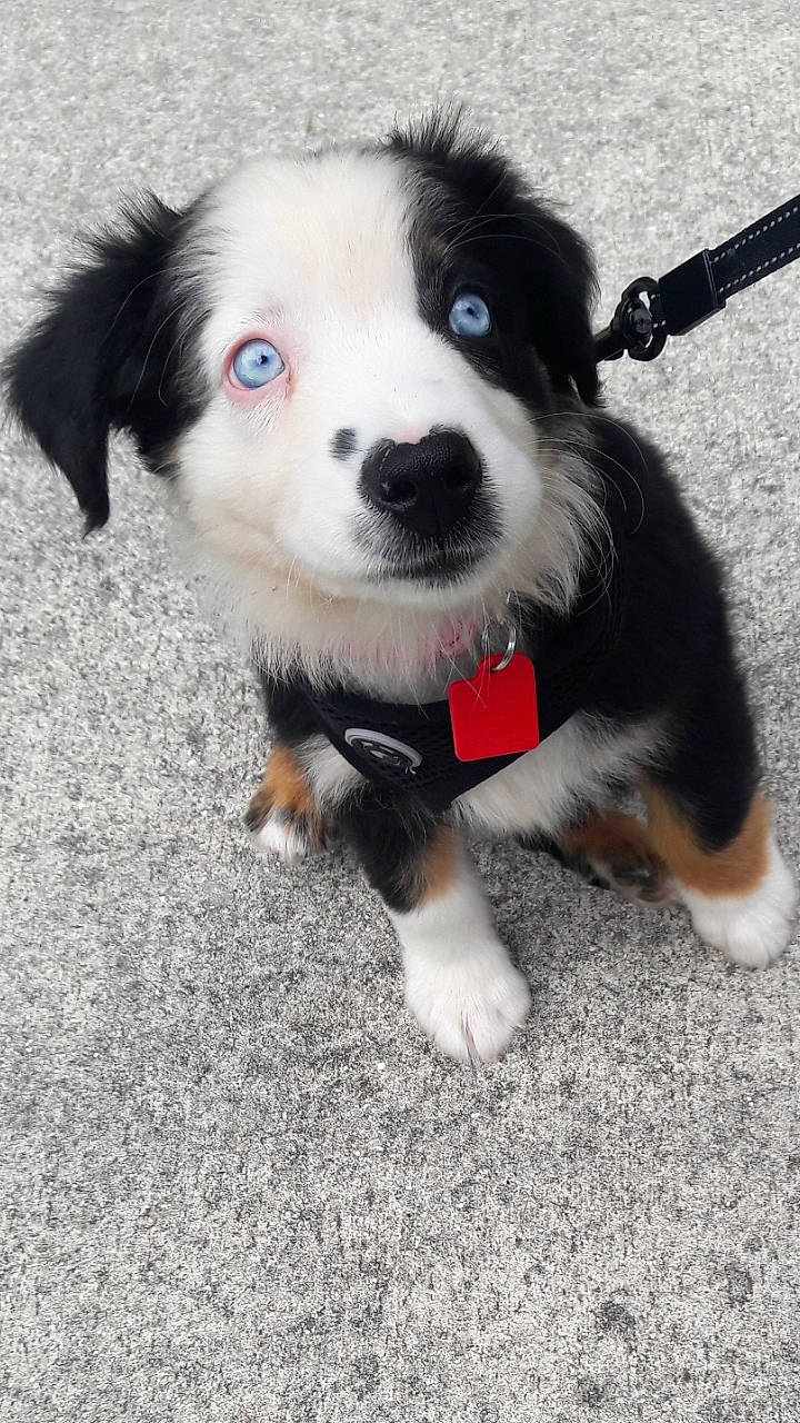 Kali Blue joined the competition — help win amazing prizes! australian_collie, australian_shepherd, bernese_mountain_dog, border_collie, canidae, carnivore, companion_dog, dog, dog_breed, english_shepherd, herding_dog, mammal, miniature_australian_shepherd, nose, puppy, rare_breed_dog, snout, sporting_group, vertebrate, working_dog