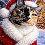 animal, calico_cat, cat, christmas_hat, closeup, costume, festive, fur, holiday, lights, outdoor, pet, portrait, santa_suit, snow, snowfall, tree, whiskers, winter, yellow_eyes