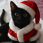 Mojoe is registered to the contest to win money with this photo: adorable, animal, bed, black_cat, cat, celebration, christmas, christmas_costume, costume, cute, festive, fluffy, furry, holiday, holiday_season, indoor, pet, santa_hat, wide_eyes, winter