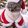 animal, blue_eyes, cat, christmas_lights, christmas_tree, cold, cute, festive, fluffy, holiday, nature, outdoor, pet, portrait, santa_cloak, santa_hat, seasonal, snow, snowy, winter