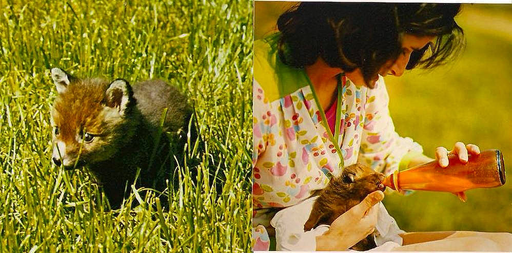 Cyprien a rejoint le concours — aidez-le/la à gagner de superbes lots ! adaptation, cat, ear, felidae, grass, small_to_medium_sized_cats, wildlife