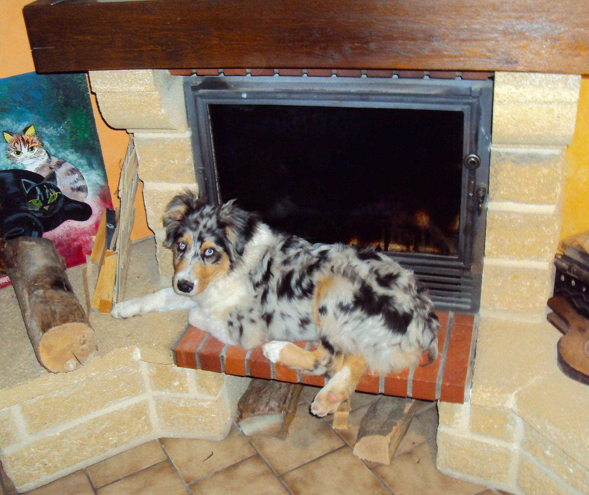 Nanook a rejoint le concours — aidez-le/la à gagner de superbes lots ! australian_shepherd, canidae, carnivore, dog, dog_breed, hearth, herding_dog, koolie, miniature_australian_shepherd, texas_heeler, working_dog