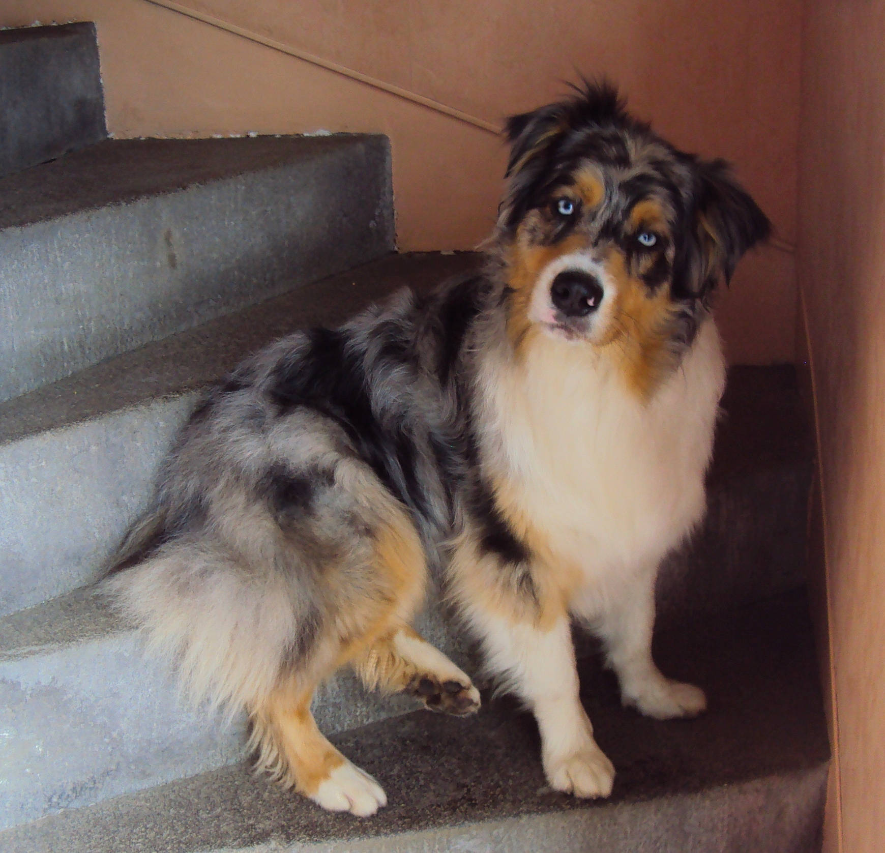 Nanook a rejoint le concours — aidez-le/la à gagner de superbes lots ! ancient_dog_breeds, australian_collie, australian_shepherd, canidae, carnivore, collie, companion_dog, dog, dog_breed, herding_dog, mammal, miniature_australian_shepherd, puppy, rare_breed_dog, scotch_collie, shetland_sheepdog, snout, sporting_group, vertebrate, working_dog