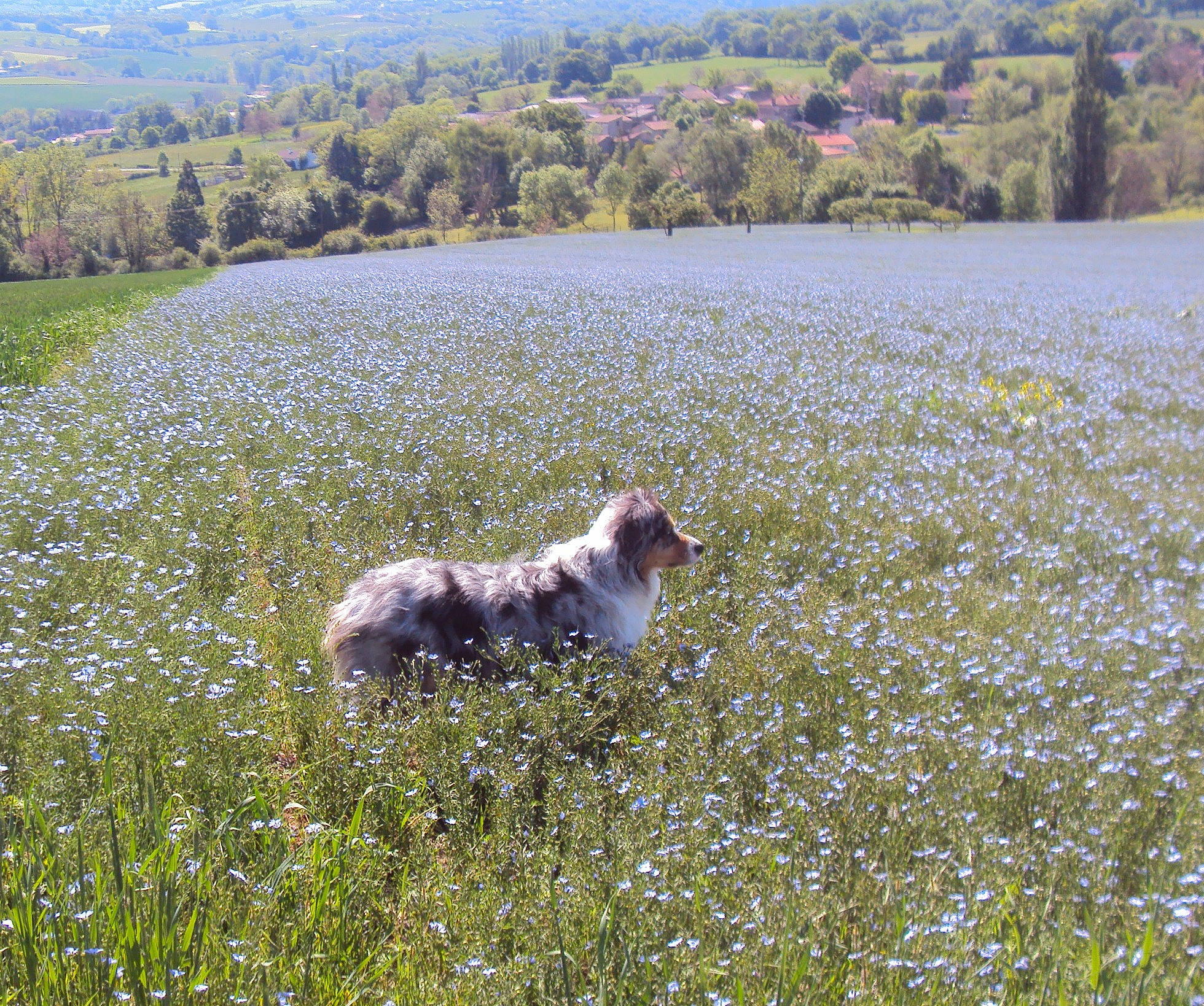 Nanook participe au concours pour gagner de l'argent avec cette photo : canidae, carnivore, dog, mammal, pasture, sporting_group, vertebrate
