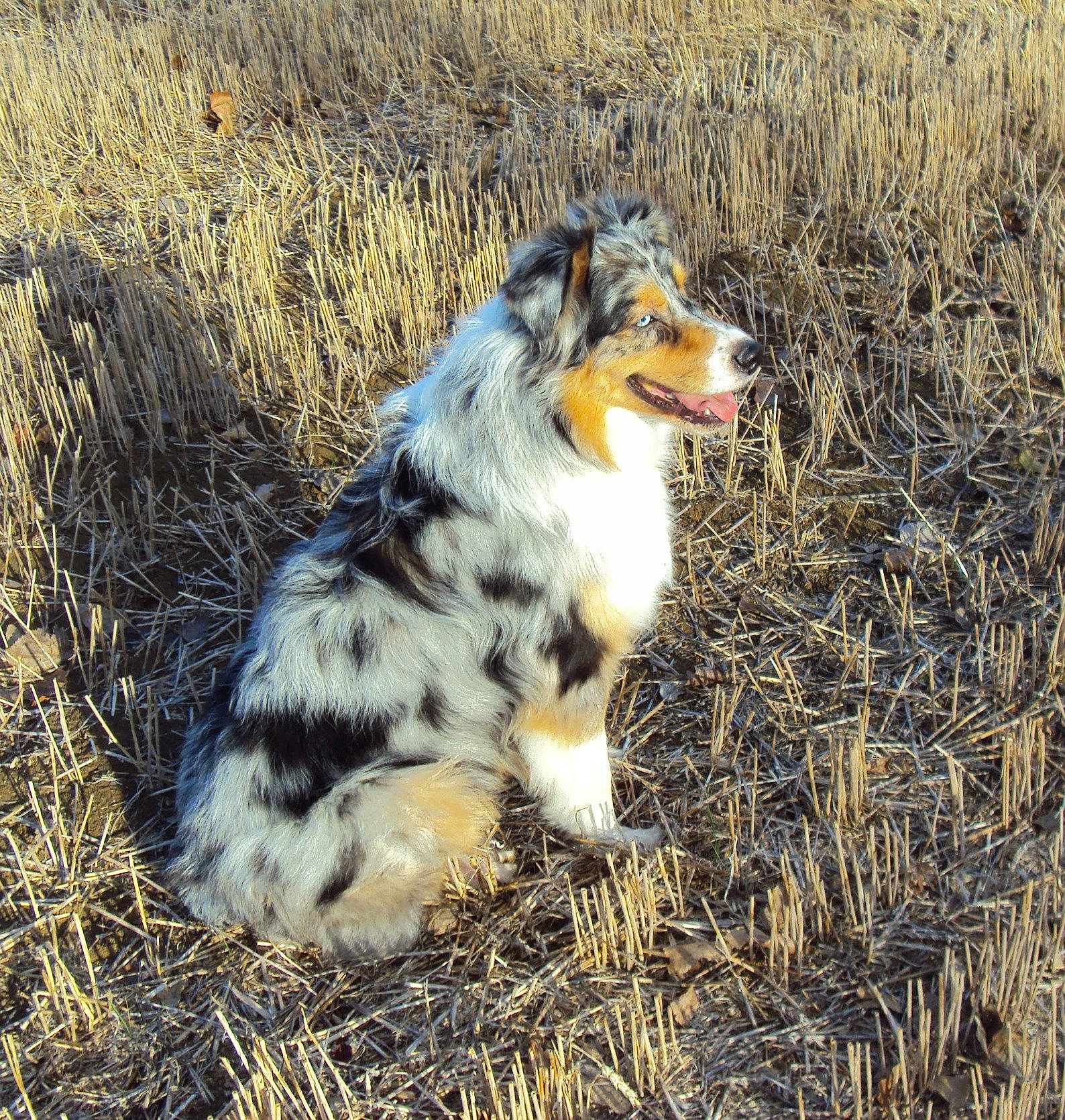 Nanook participe au concours pour gagner de l'argent avec cette photo : australian_collie, australian_shepherd, canidae, carnivore, companion_dog, dog, dog_breed, grass, herding_dog, mammal, miniature_australian_shepherd, sporting_group, texas_heeler, vertebrate, welsh_sheepdog, working_dog