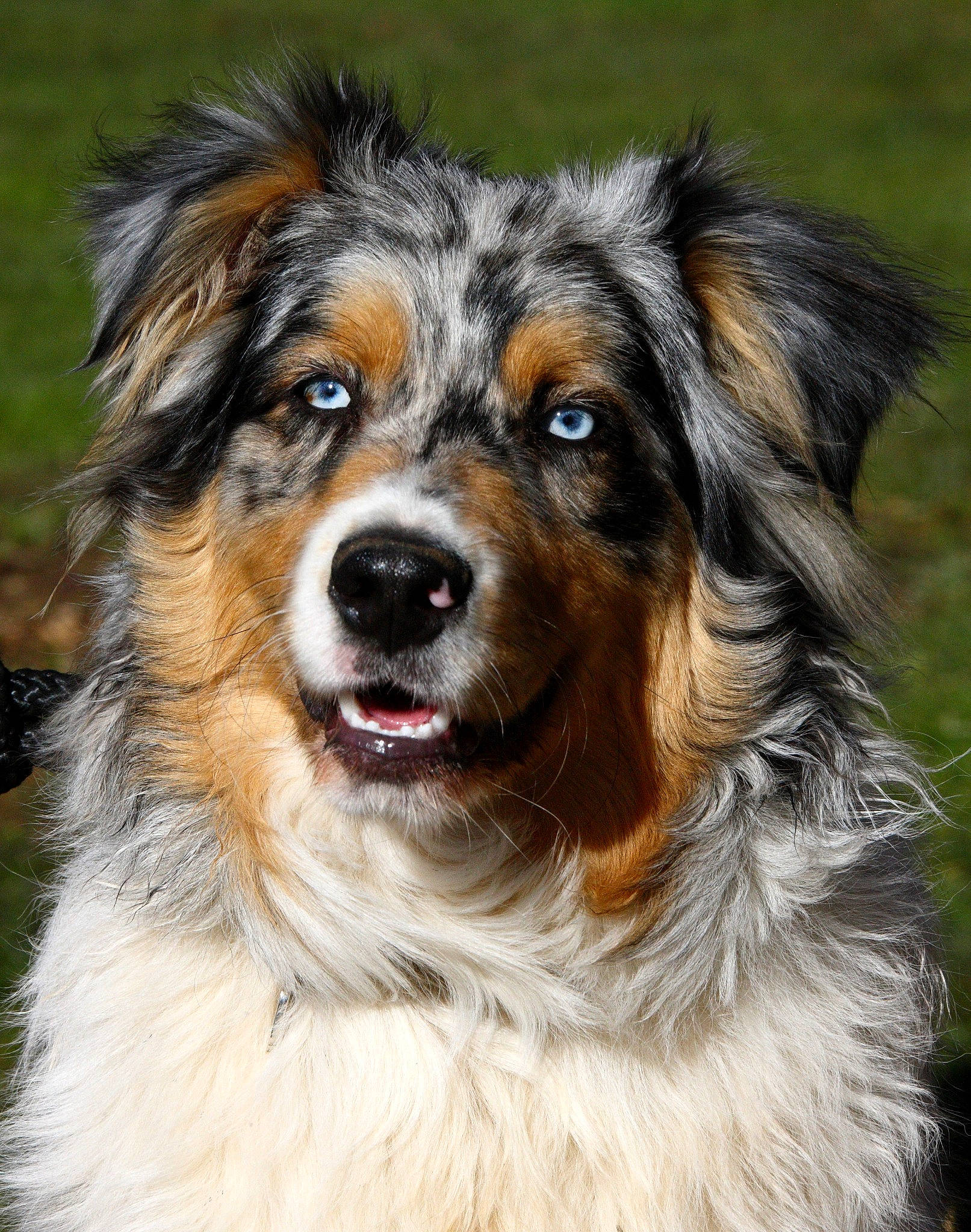 Nanook participe au concours pour gagner de l'argent avec cette photo : australian_collie, australian_shepherd, canidae, carnivore, companion_dog, dog, dog_breed, english_shepherd, fur, herding_dog, mammal, miniature_australian_shepherd, rare_breed_dog, scotch_collie, snout, sporting_group, vertebrate, welsh_sheepdog, whiskers, working_dog