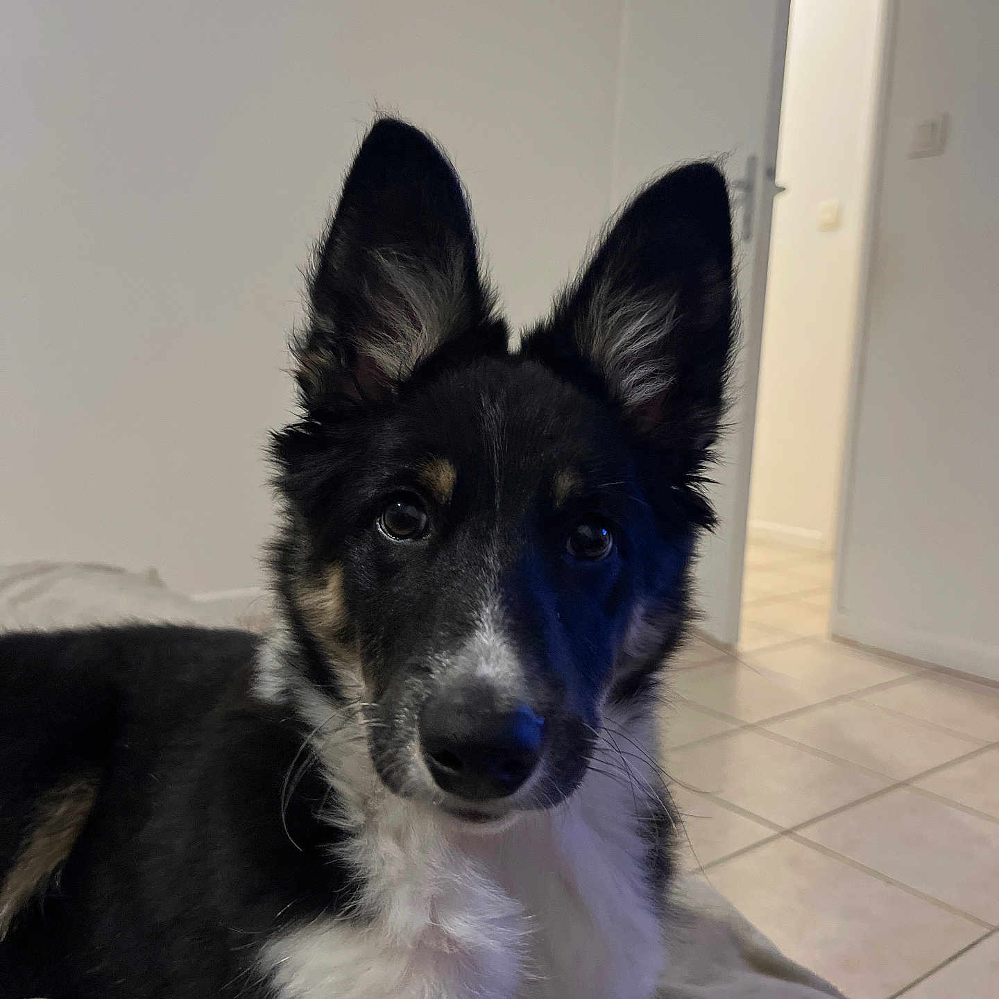 Django a rejoint le concours — aidez-le/la à gagner de superbes lots ! accessories, animal, canine, cockerspaniel, collie, dog, eskimodog, germanshepherd, hardwood, hound, husky, papillon, pet, puppy, snout, strap, terrier, wood