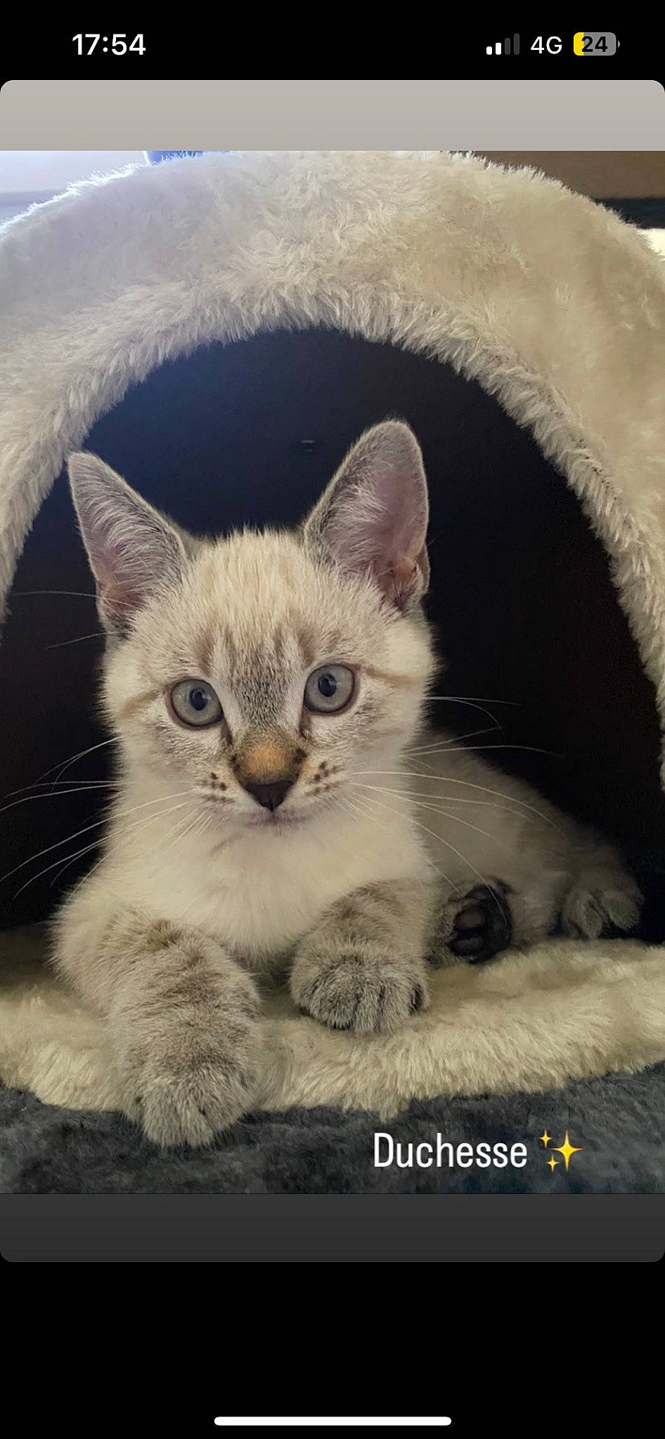 Duchesse participe au concours pour gagner de l'argent avec cette photo : carnivore, cat, comfort, domestic_short_haired_cat, felidae, fur, painting, paw, photo_caption, small_to_medium_sized_cats, snout, terrestrial_animal, whiskers