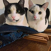Simba Spyder participe au concours pour gagner de l'argent avec cette photo : cat, cats, black_and_white, pets, animals, indoor, wooden_surface, denim_jacket, cute, feline, domestic_cat, two_cats, resting, looking, ears, whiskers, pink_nose, eyes, fur, companions