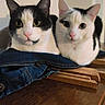 animals, black_and_white, cat, cats, companions, cute, denim_jacket, domestic_cat, ears, eyes, feline, fur, indoor, looking, pets, pink_nose, resting, two_cats, whiskers, wooden_surface
