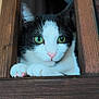 cat, black_and_white, green_eyes, pink_nose, paws, whiskers, ears, wooden_frame, wooden_surface, peeking, close_up, portrait, indoor, pet, feline, curious, shelf, cozy, fur, gaze