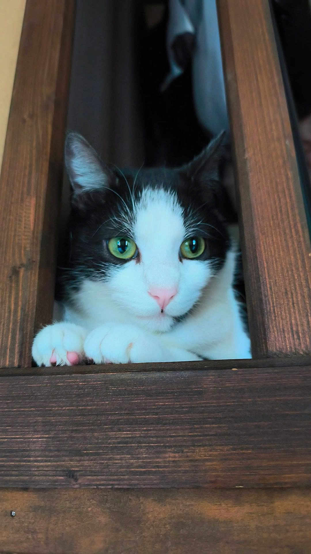 Simba participe au concours pour gagner de l'argent avec cette photo : cat, black_and_white, green_eyes, pink_nose, paws, whiskers, ears, wooden_frame, wooden_surface, peeking, close_up, portrait, indoor, pet, feline, curious, shelf, cozy, fur, gaze