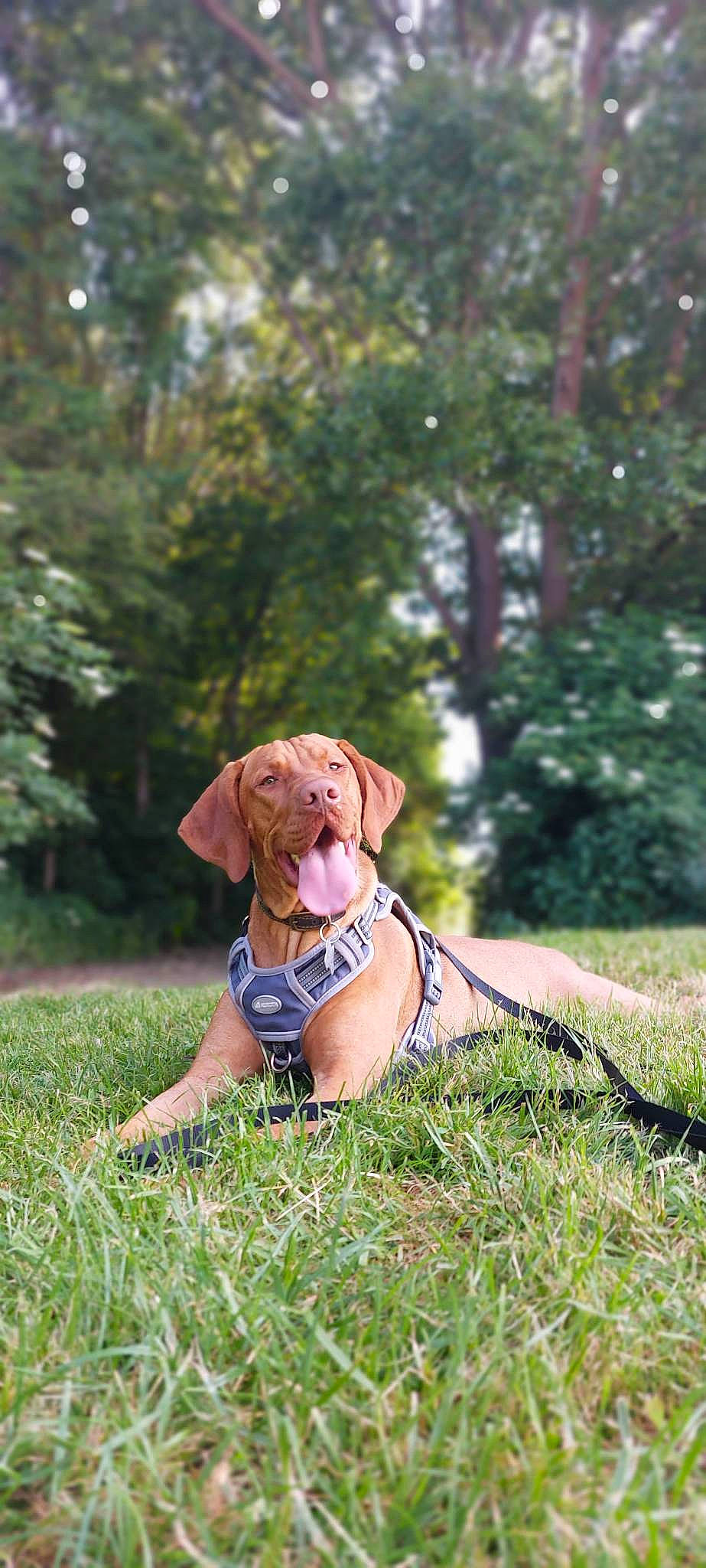 Pluto joined the competition — help win amazing prizes! carnivore, collar, companion_dog, dog, dog_breed, dog_collar, dog_supply, electric_blue, fashion_accessory, fawn, grass, grassland, gun_dog, leisure, liver, plant, sporting_group, tree, wood, working_animal