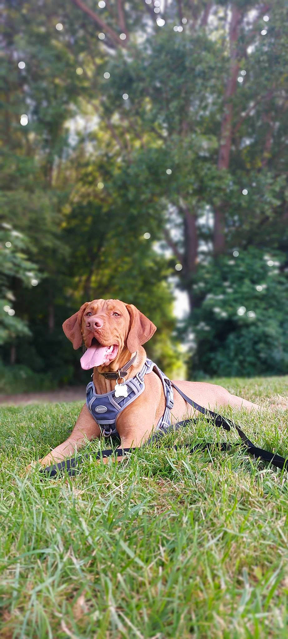 Pluto is registered to the contest to win money with this photo: canidae, carnivore, collar, companion_dog, dog, dog_breed, dog_collar, dog_supply, fawn, grass, gun_dog, happy, leash, liver, pet_supply, plant, pointing_breed, snout, sporting_group, tree