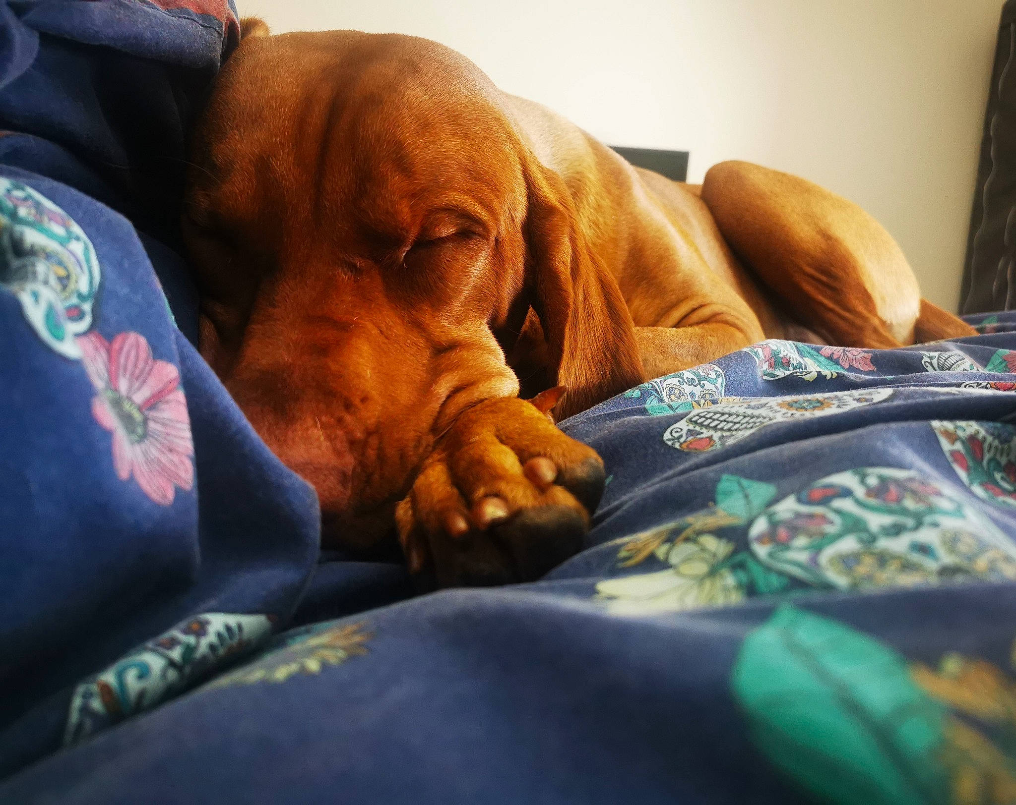 Pluto is registered to the contest to win money with this photo: bedding, bedtime, canidae, carnivore, comfort, companion_dog, dog, dog_breed, fun, fur, guard_dog, linens, liver, nap, pillow, snout, sporting_group, whiskers, working_animal, wrinkle