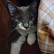 Luna is registered to the contest to win money with this photo: cat, gray_cat, white_paws, indoor, furniture, couch, blanket, plaid, pet, animal, cute, cozy, whiskers, ears, face, looking, resting, fur, close_up, domestic_cat