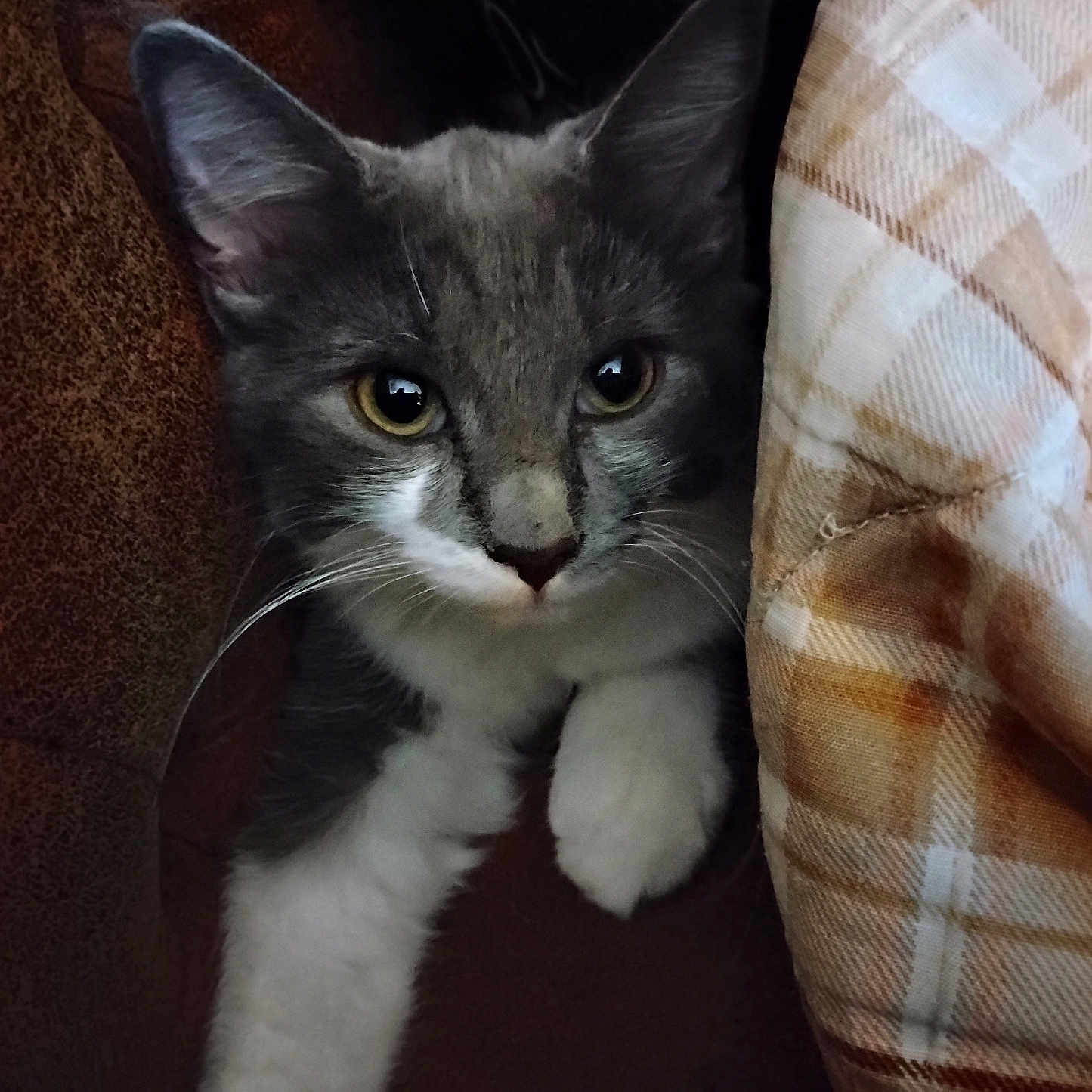 Luna is registered to the contest to win money with this photo: animal, blanket, cat, close_up, couch, cozy, cute, domestic_cat, ears, face, fur, furniture, gray_cat, indoor, looking, pet, plaid, resting, whiskers, white_paws