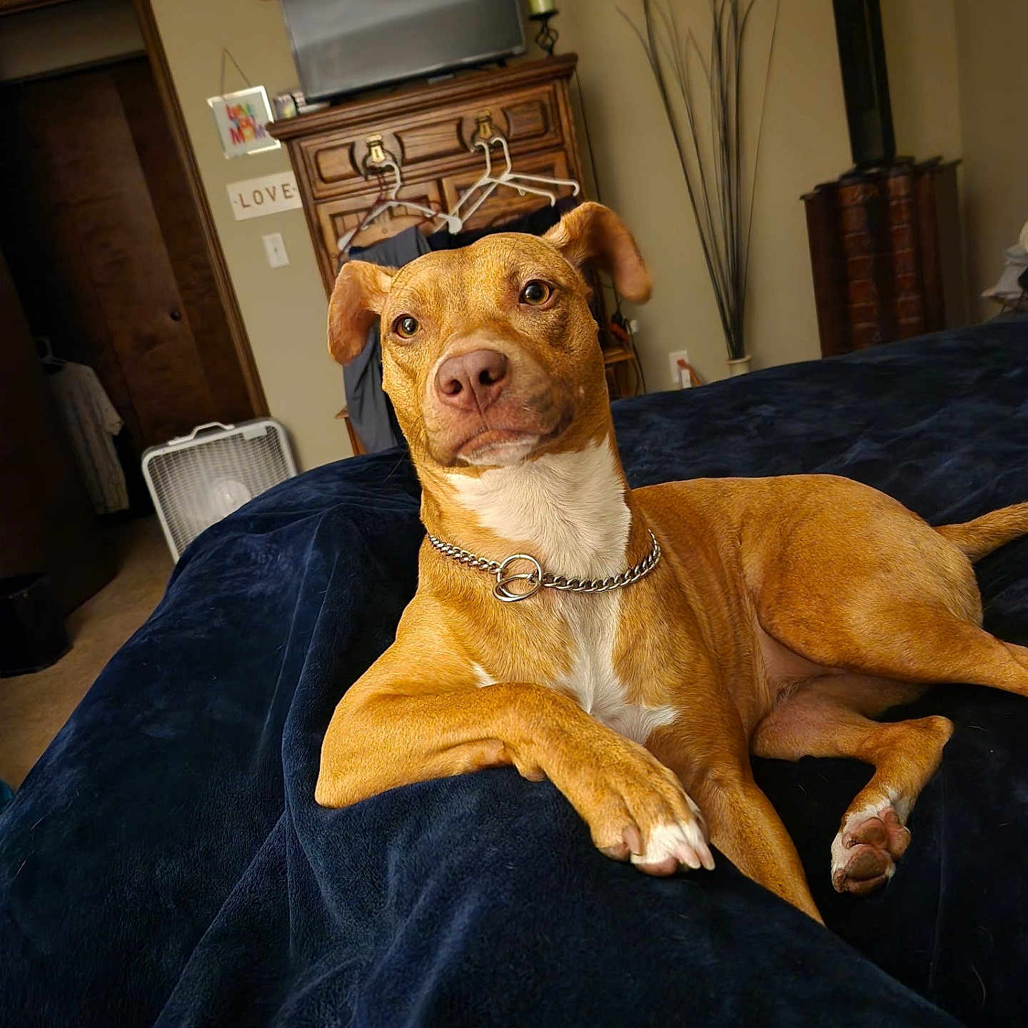Honey Baby is registered to the contest to win money with this photo: bed, blanket, brown_dog, canine, chain_collar, collar, dog, domestic_animal, dresser, ears, furniture, home, indoor, lying_down, paw, pet, relaxed, room, snout, television