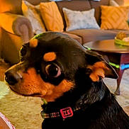 Harley is registered to the contest to win money with this photo: dog, small_dog, black_and_tan, collar, pet, indoor, living_room, couch, pillow, coffee_table, curious, side_view, furniture, carpet, wood_paneling, curtains, home, cozy, animal, companion