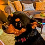 dog, small_dog, black_and_tan, collar, pet, indoor, living_room, couch, pillow, coffee_table, curious, side_view, furniture, carpet, wood_paneling, curtains, home, cozy, animal, companion
