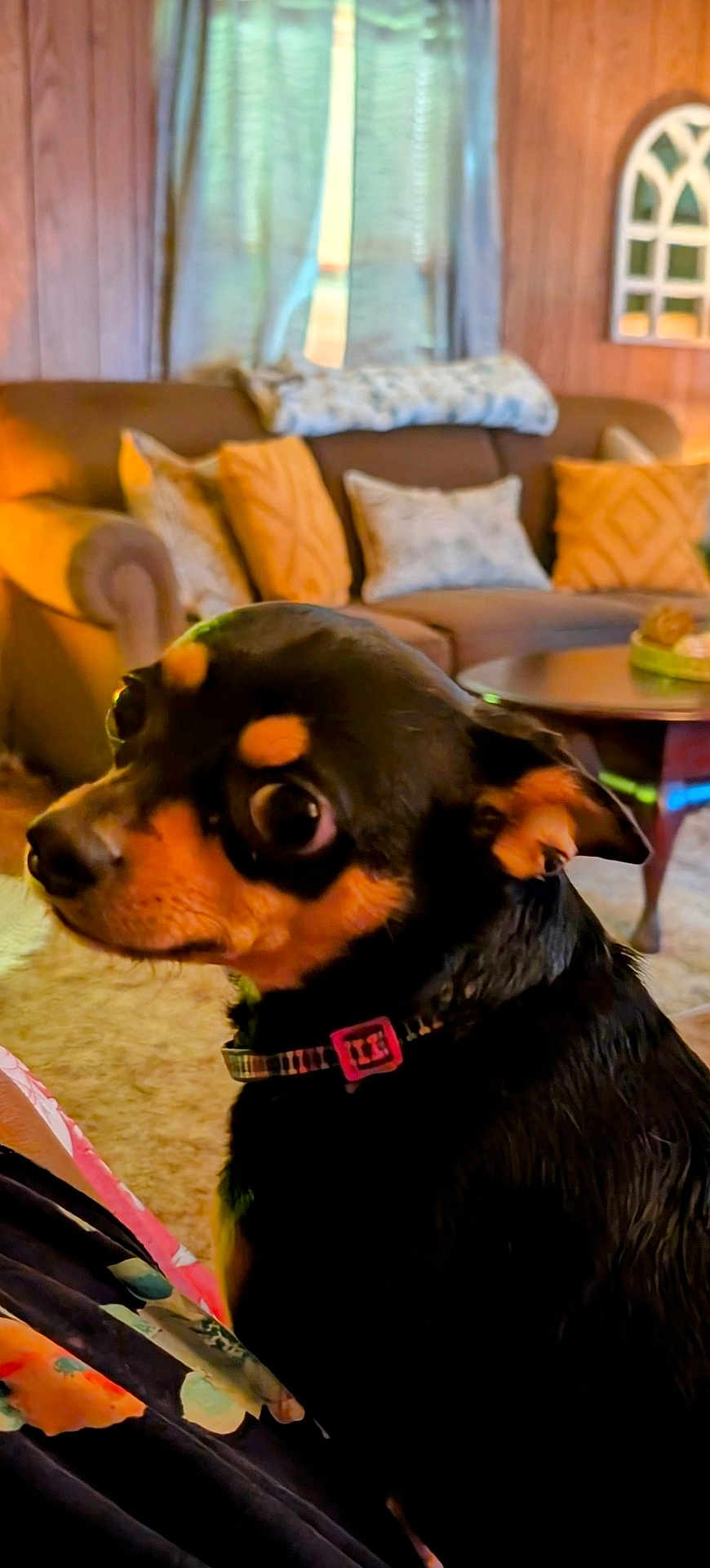 Harley is registered to the contest to win money with this photo: dog, small_dog, black_and_tan, collar, pet, indoor, living_room, couch, pillow, coffee_table, curious, side_view, furniture, carpet, wood_paneling, curtains, home, cozy, animal, companion