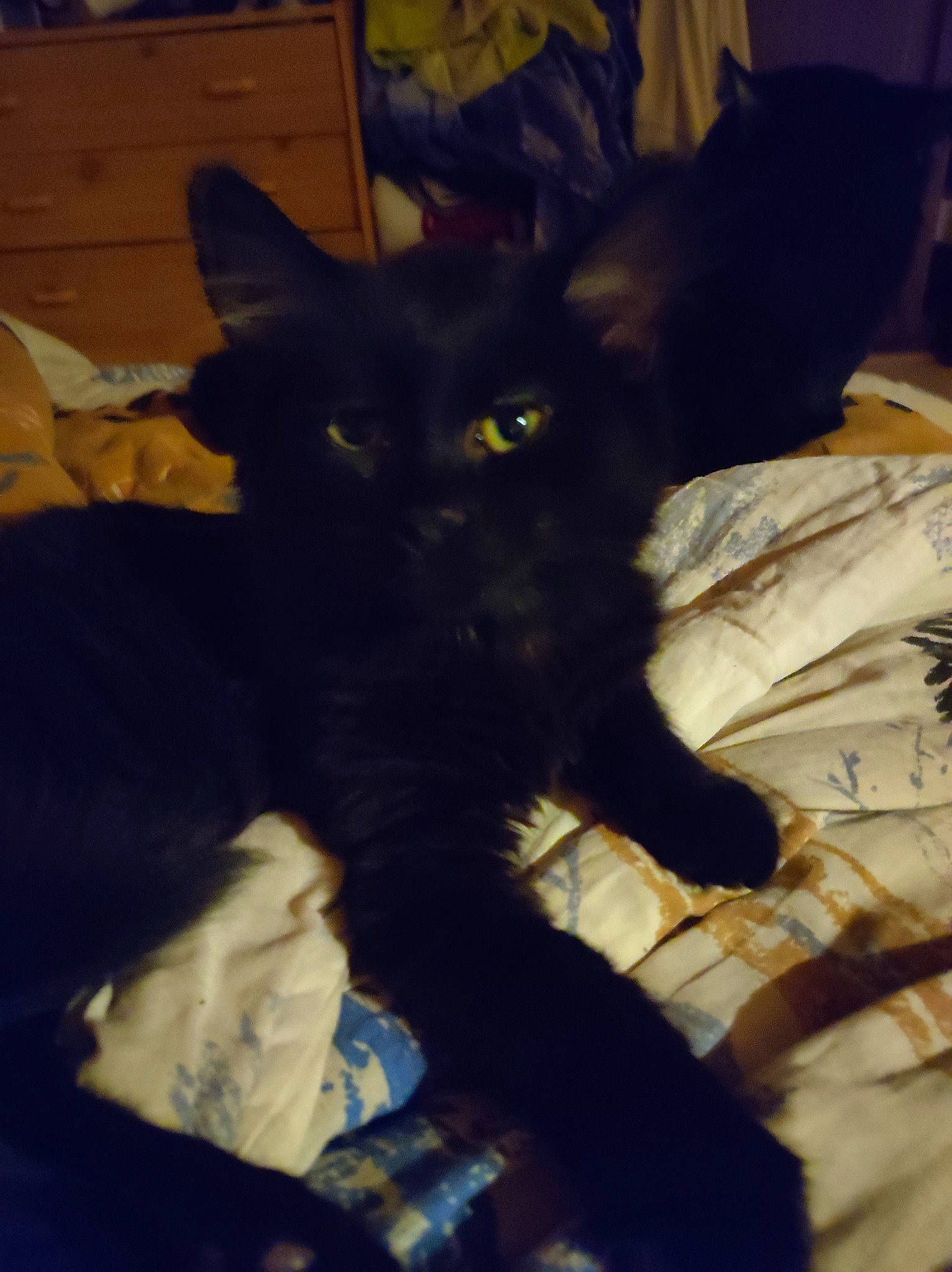 Mogway participe au concours pour gagner de l'argent avec cette photo : bed, black_cat, bombay, carnivore, cat, claw, comfort, dog_breed, domestic_short_haired_cat, electric_blue, eye, felidae, fur, linens, paw, room, small_to_medium_sized_cats, snout, tail, whiskers