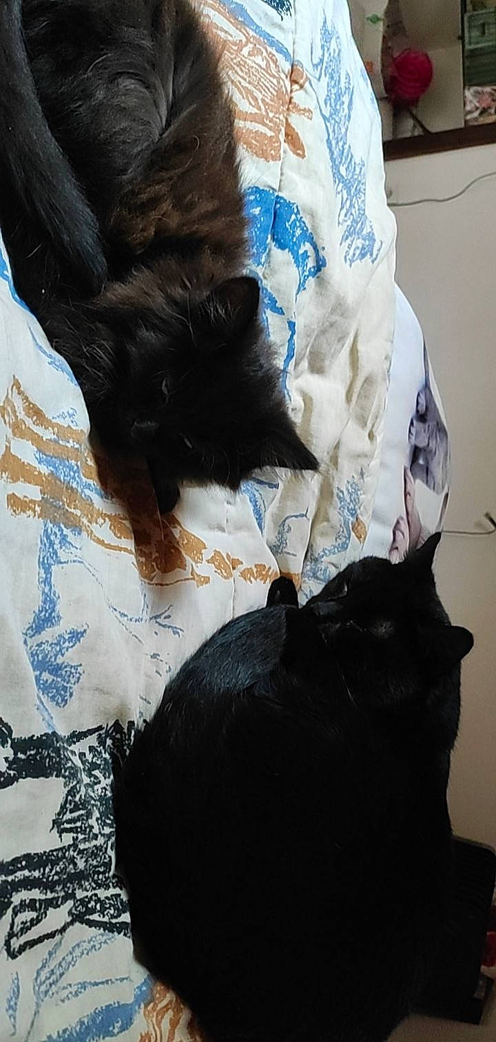 Mogway participe au concours pour gagner de l'argent avec cette photo : bed, black_cat, canidae, carnivore, cat, claw, comfort, companion_dog, dog_breed, domestic_short_haired_cat, felidae, fur, linens, nap, puppy, small_to_medium_sized_cats, snout, sporting_group, tail, whiskers