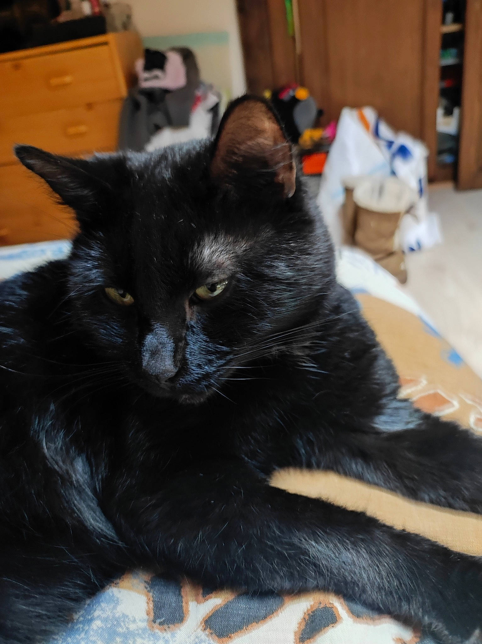 Jack participe au concours pour gagner de l'argent avec cette photo : black_cat, bombay, carnivore, cat, cat_supply, claw, comfort, domestic_short_haired_cat, felidae, foot, fur, leg, paw, sitting, small_to_medium_sized_cats, snout, tail, terrestrial_animal, whiskers