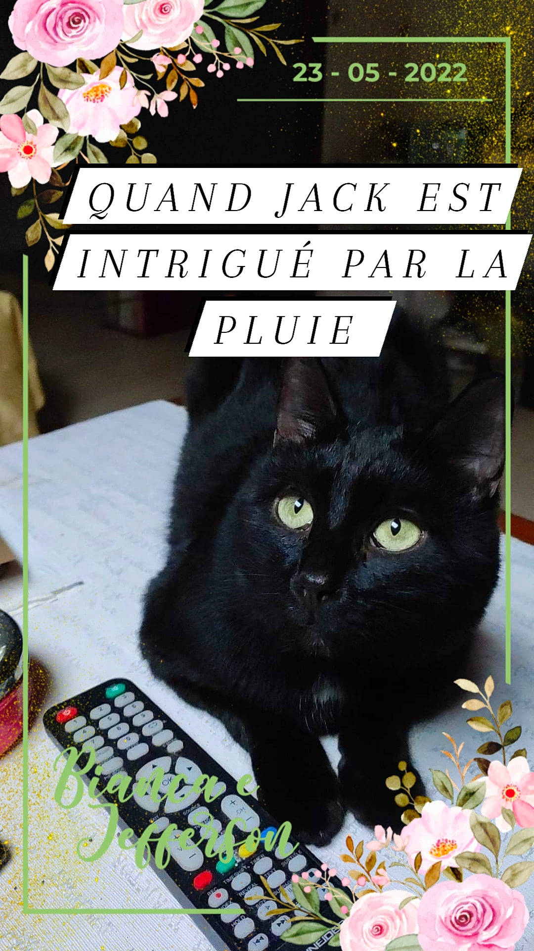 Jack participe au concours pour gagner de l'argent avec cette photo : bombay, botany, carnivore, cat, felidae, flower, font, grass, groundcover, mammal, organism, petal, photo_caption, plant, small_to_medium_sized_cats, snapshot, snout, vertebrate, whiskers, white