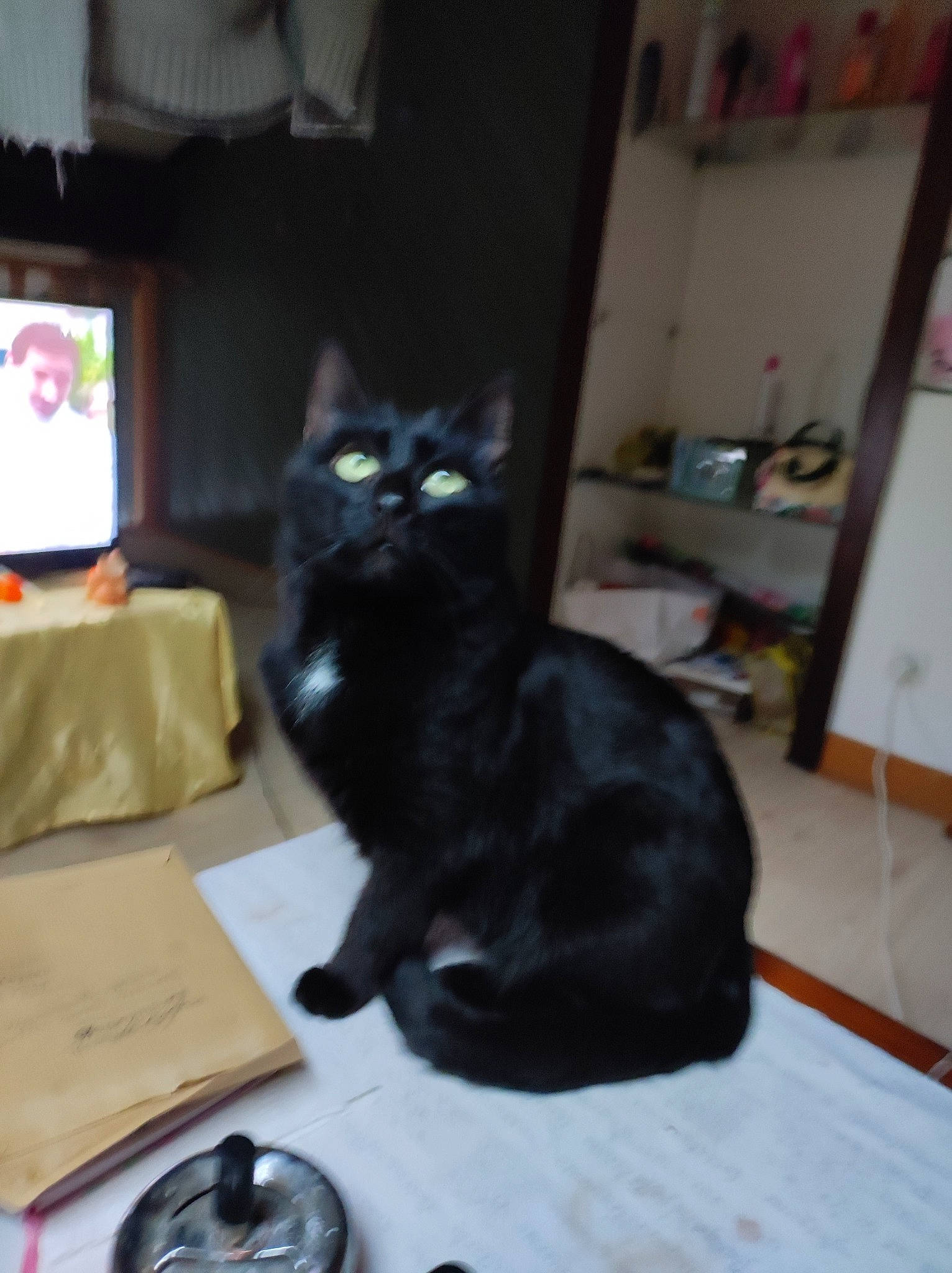 Jack a rejoint le concours — aidez-le/la à gagner de superbes lots ! black_cat, bombay, box, carnivore, cat, chair, claw, comfort, domestic_short_haired_cat, felidae, fur, hardwood, picture_frame, room, shelf, sitting, small_to_medium_sized_cats, snout, tail, whiskers