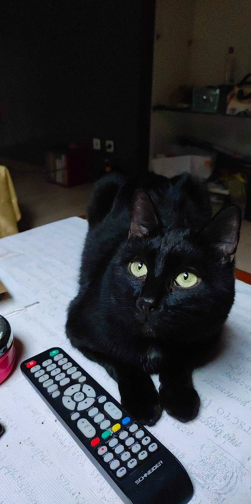 Jack participe au concours pour gagner de l'argent avec cette photo : bombay, calculator, carmine, carnivore, cat, computer_keyboard, domestic_short_haired_cat, felidae, fur, gadget, input_device, office_equipment, office_supplies, peripheral, remote_control, small_to_medium_sized_cats, snout, table, tail, whiskers