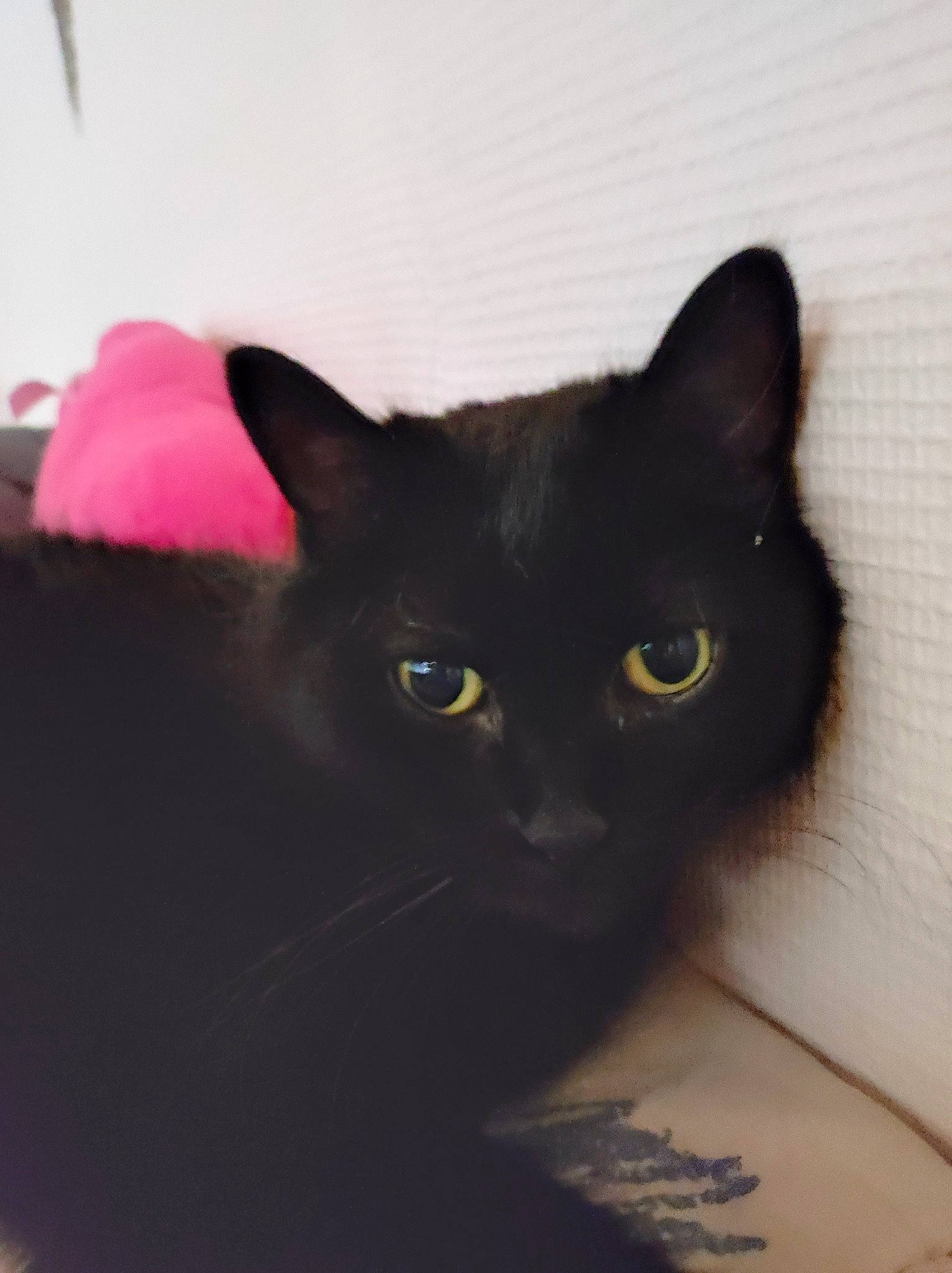 Bagghera a rejoint le concours — aidez-le/la à gagner de superbes lots ! black_cat, bombay, carnivore, cat, domestic_short_haired_cat, felidae, fur, head, small_to_medium_sized_cats, snout, terrestrial_animal, whiskers