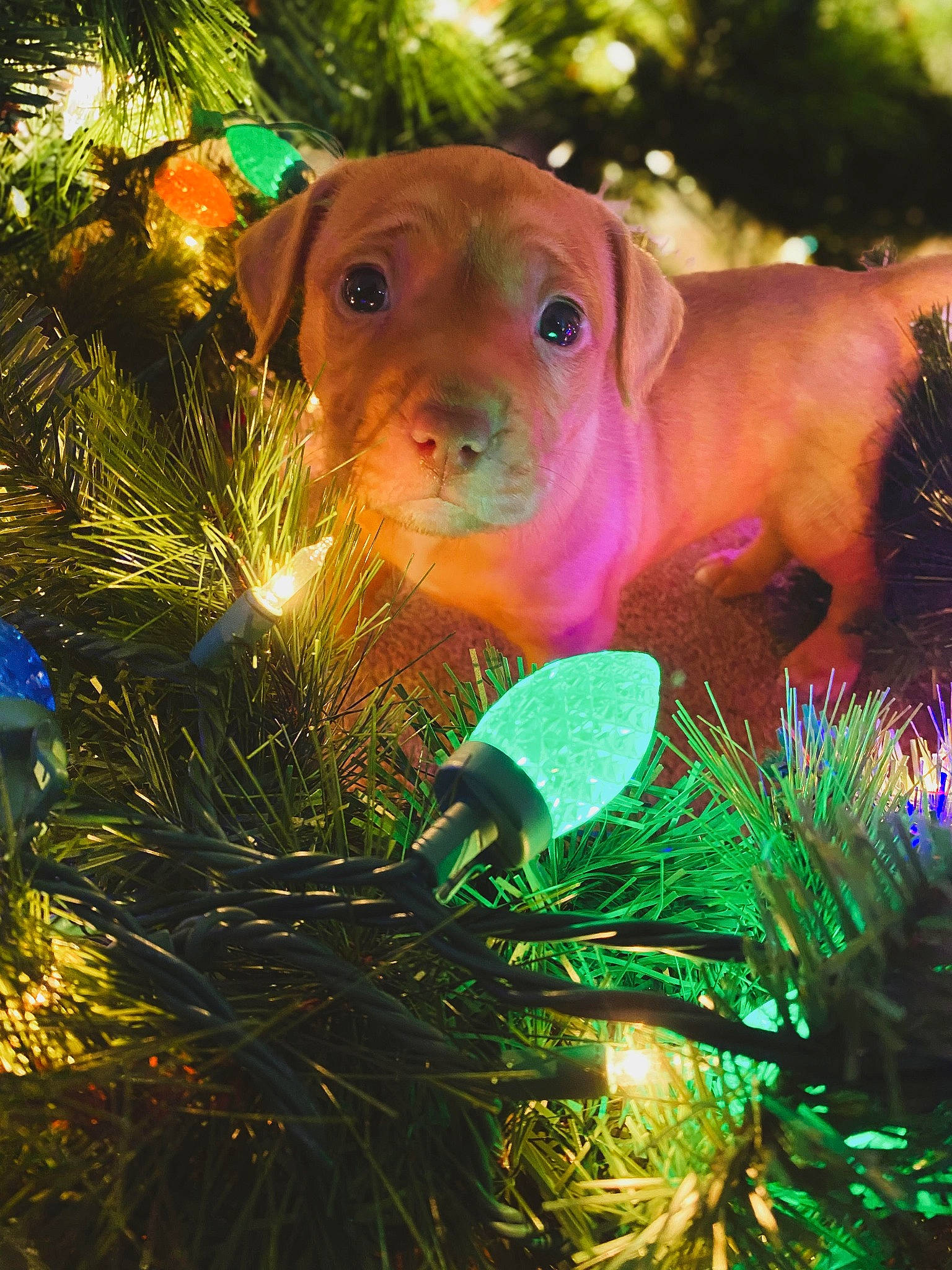 Ellie joined the competition — help win amazing prizes! canidae, carnivore, christmas, christmas_decoration, christmas_eve, christmas_ornament, companion_dog, conifer, dog, dog_breed, evergreen, fawn, fir, holiday, holiday_ornament, hunting_dog, organism, ornament, pine_family, snout