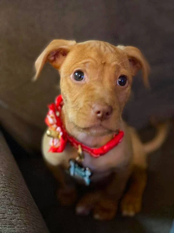 Ellie is registered to the contest to win money with this photo: beige, brown, canidae, carnivore, collar, companion_dog, dog, dog_breed, dog_supply, fawn, liver, pet_supply, puppy, skin, snout, sporting_group, tan, toy, whiskers, working_animal