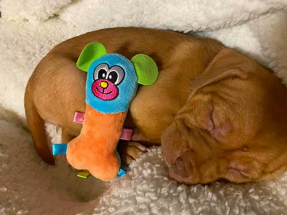 Ellie is registered to the contest to win money with this photo: baby_toys, bedtime, brown, canidae, carnivore, dog, dog_bed, dog_breed, dog_supply, dog_toy, fawn, linens, liver, pet_supply, plush, sleep, snout, stuffed_toy, toy, working_animal
