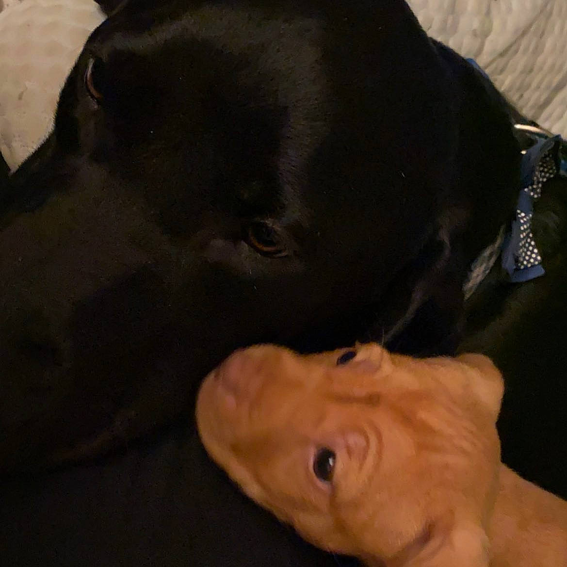 Ellie is registered to the contest to win money with this photo: black, borador, canidae, carnivore, collar, companion_dog, dog, dog_breed, dog_collar, guard_dog, gun_dog, hunting_dog, labrador_retriever, mammal, pet_supply, snout, sporting_group, vertebrate, working_animal, working_dog